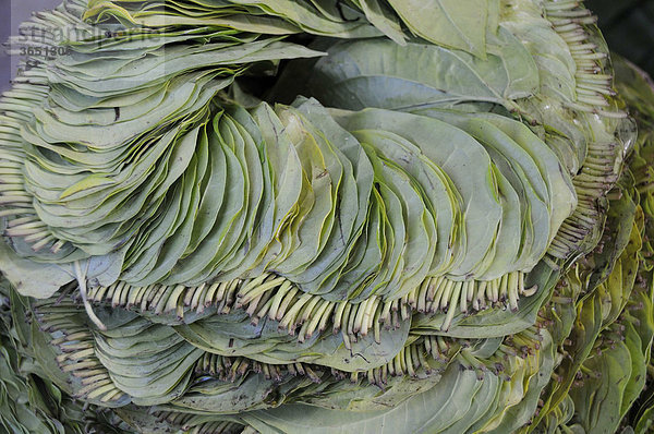 Hintergrund  Blätter des Betelpfeffers (Piper betle) für einen Betelbiss werden auf dem Markt angeboten  Pagan  Mandalay  Birma  Burma  Südostasien  Asien