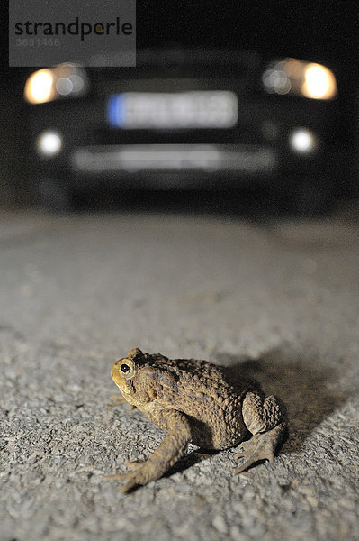 Krötenwanderung  Erdkröte (Bufo bufo) auf der Straße vor einem Auto