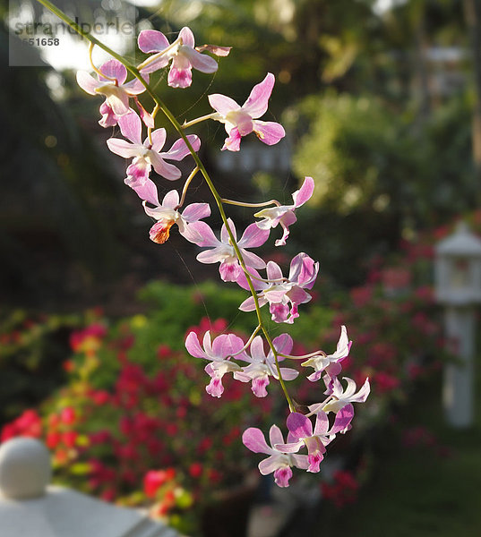 Blüte von Orchidee  Bethsaida Hermitage  Kerala  Indien  Asien