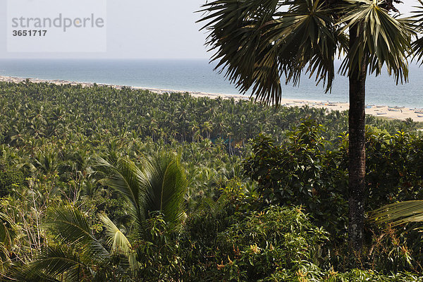 Wald von Kokospalmen an Somatheeram Beach  Malabarküste südlich von Kovalam  Malabar  Kerala  Südindien  Indien  Asien