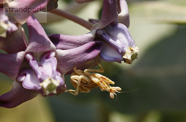 Gottesanbeterin (Mantodea) auf Blüte  Karnataka  Südindien  Indien  Südasien  Asien