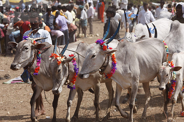 Geschmückte Zebu-Rinder  Viehmarkt südlich von Hunsur  Karnataka  Südindien  Indien  Südasien  Asien