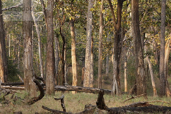 Wald zur Trockenzeit im Rajiv Gandhi National Park  Nagarhole Nationalpark  Karnataka  Südindien  Indien  Südasien  Asien