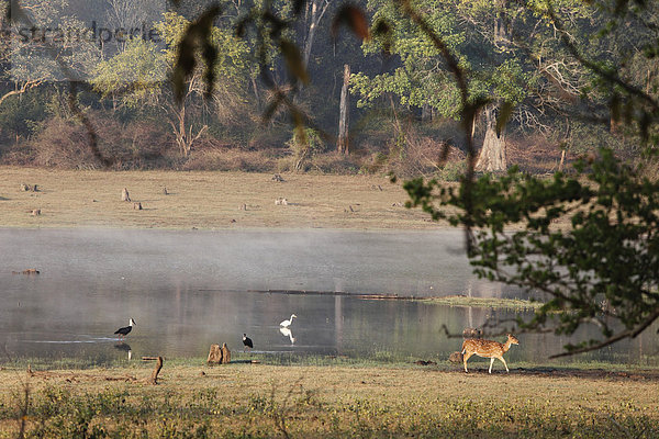 Kabini Reservoir mit Axishirsch  morgens  Rajiv Gandhi National Park  Nagarhole Nationalpark  Karnataka  Südindien  Indien  Südasien  Asien