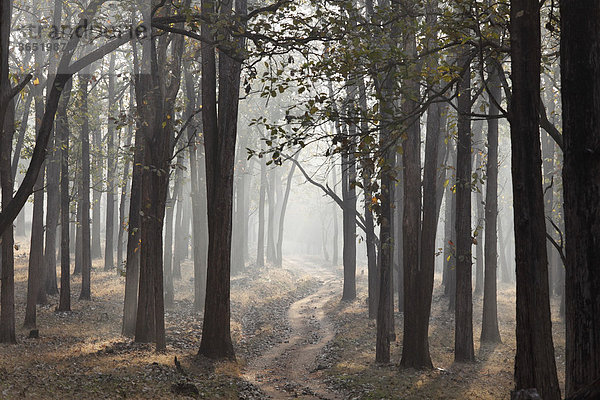 Morgendunst und Piste im Wald  Rajiv Gandhi National Park  Nagarhole Nationalpark  Karnataka  Südindien  Indien  Südasien  Asien