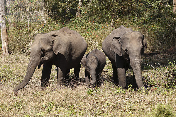 Asiatische Elefanten  Indischer Elefant (Elephas maximus)  zwei weibliche und ein Jungtier  Rajiv Gandhi National Park  Nagarhole Nationalpark  Karnataka  Südindien  Indien  Südasien  Asien