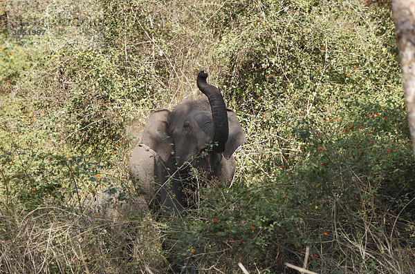 Asiatischer Elefant  Indischer Elefant (Elephas maximus) im Busch  Rajiv Gandhi National Park  Nagarhole Nationalpark  Karnataka  Südindien  Indien  Südasien  Asien