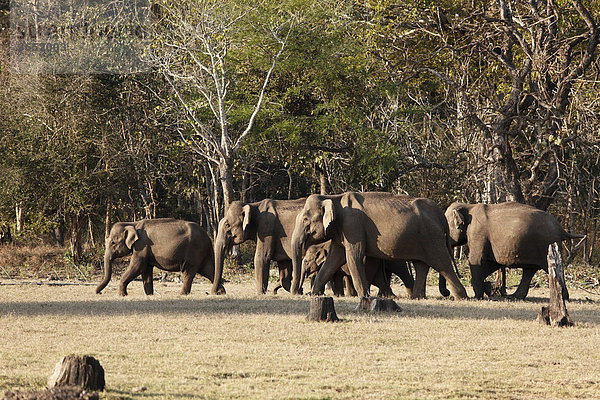 Asiatische Elefanten  Indischer Elefant (Elephas maximus)  Rajiv Gandhi National Park  Nagarhole Nationalpark  Karnataka  Südindien  Indien  Südasien  Asien