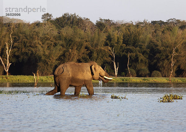 Asiatischer Elefant  Indischer Elefant (Elephas maximus)  männlich  Kabini Reservoir  Rajiv Gandhi National Park  Nagarhole Nationalpark  Karnataka  Südindien  Indien  Südasien  Asien