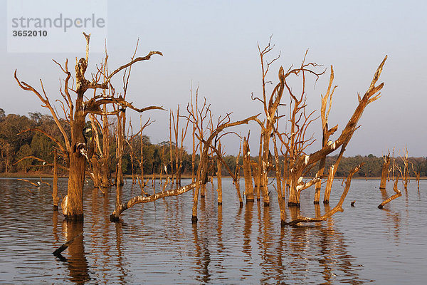 Baumgerippe mit Nachtreiher in Stausee  Kabini Reservoir  Rajiv Gandhi National Park  Nagarhole Nationalpark  Karnataka  Südindien  Indien  Südasien  Asien
