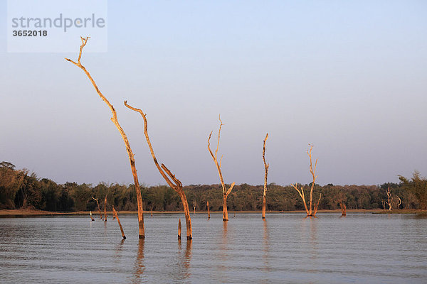 Baumgerippe in Stausee  Kabini Reservoir  Rajiv Gandhi National Park  Nagarhole Nationalpark  Karnataka  Südindien  Indien  Südasien  Asien