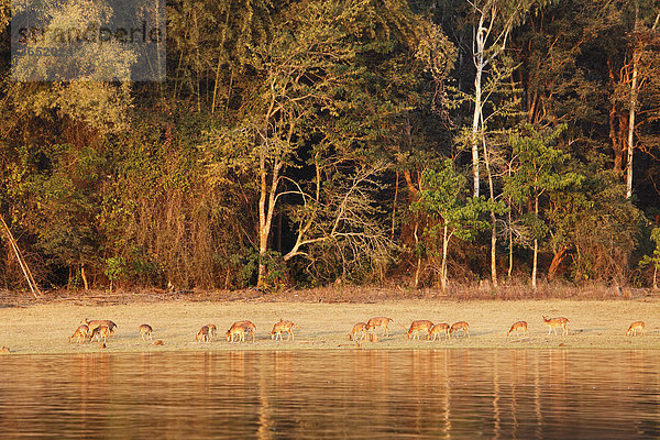 Gruppe Axishirsche  Chital (Axis axis)  Ufer von Kabini Reservoir  Rajiv Gandhi National Park  Nagarhole Nationalpark  Karnataka  Südindien  Indien  Südasien  Asien