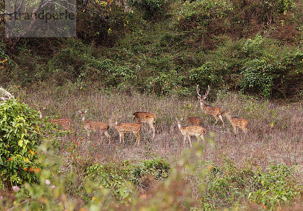 Gruppe Axishirsche  Chital (Axis axis)  Langzeitbelichtung  Mudumalai Nationalpark  Tamil Nadu  Tamilnadu  Südindien  Indien  Südasien  Asien