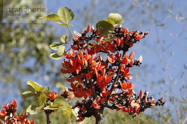 Blüten von Malabar-Lackbaum  Palasabaum  Plossobaum (Butea monosperma)  Mudumalai Nationalpark  Tamil Nadu  Tamilnadu  Südindien  Indien  Südasien  Asien