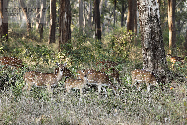 Gruppe Axishirsche  Chital (Axis axis)  Mudumalai Nationalpark  Tamil Nadu  Tamilnadu  Südindien  Indien  Südasien  Asien