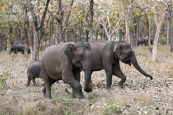 Elefanten im Wald  Asiatischer Elefant  Indischer Elefant (Elephas maximus)  Mudumalai Nationalpark  Tamil Nadu  Tamilnadu  Südindien  Indien  Südasien  Asien