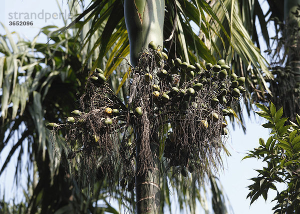 Betelnuss  Betelnüsse an Betelnusspalme  Katechupalme (Areca catechu)  Kerala  Südindien  Indien  Südasien  Asien