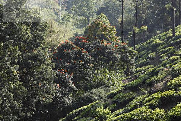 Teeplantagen und blühende Bäume im Hochland um Munnar  Western Ghats  Kerala  Südindien  Indien  Südasien  Asien