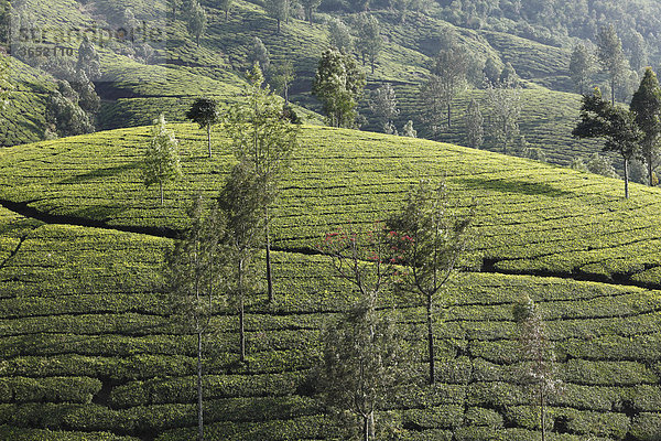 Teeplantagen mit Bäumen im Hochland um Munnar  Western Ghats  Kerala  Südindien  Indien  Südasien  Asien