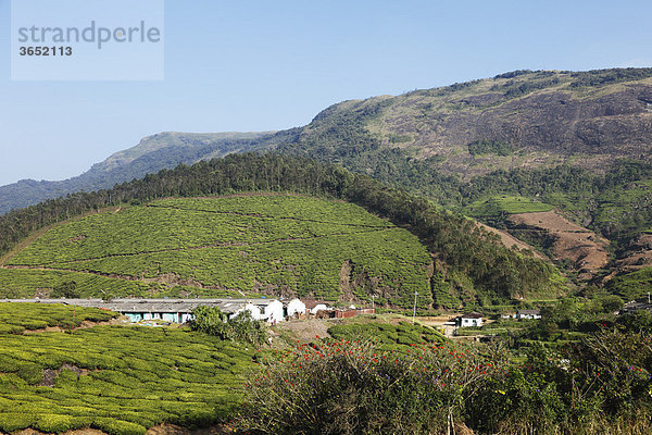 Häuser von Teepflückern in Teeplantagen  Hochland um Munnar  Western Ghats  Kerala  Südindien  Indien  Südasien  Asien