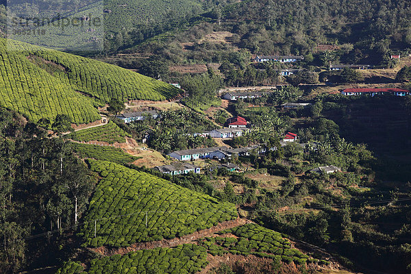 Teepflücker-Siedlung  Teeplantagen  Hochland um Munnar  Western Ghats  Kerala  Südindien  Indien  Südasien  Asien