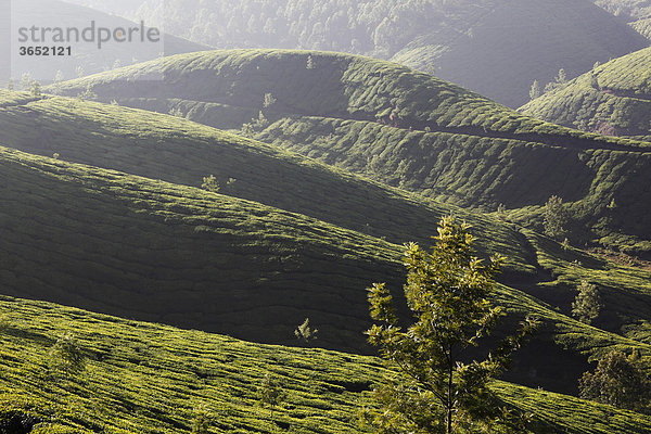 Teeplantagen  Hochland um Munnar  Western Ghats  Kerala  Südindien  Indien  Südasien  Asien