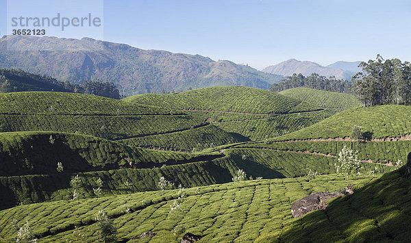 Teeplantagen  Hochland um Munnar  Western Ghats  Kerala  Südindien  Indien  Südasien  Asien