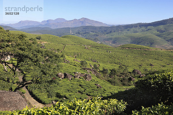 Teeplantagen  Hochland um Munnar  Western Ghats  Kerala  Südindien  Indien  Südasien  Asien