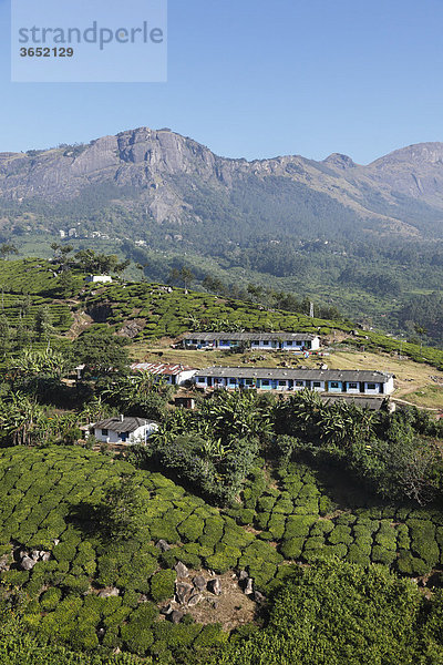 Teepflücker-Siedlung  Teeplantagen  Hochland um Munnar  Western Ghats  Kerala  Südindien  Indien  Südasien  Asien