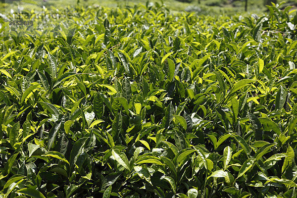 Teeblätter  Detail von Teepflanzen  Teeplantagen  Munnar  Kerala  Südindien  Indien  Südasien  Asien