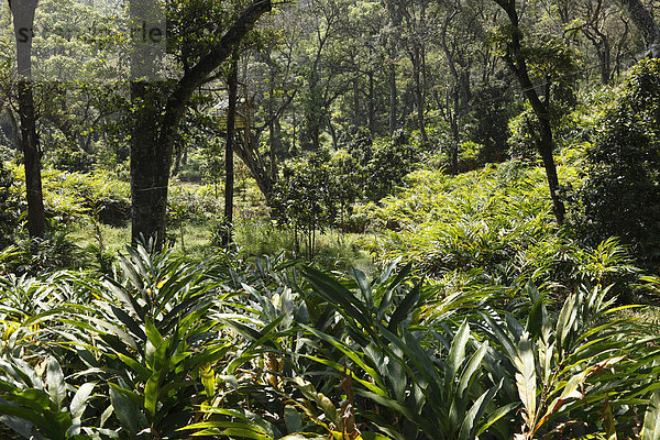 Kardamom-Plantage  Kardamomberge  Cardamom Hills  Western Ghats  Kerala  Südindien  Indien  Südasien  Asien