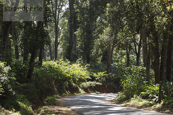 Straße durch Kardamom-Plantagen  Kardamomberge  Cardamom Hills  Western Ghats  Kerala  Südindien  Indien  Südasien  Asien