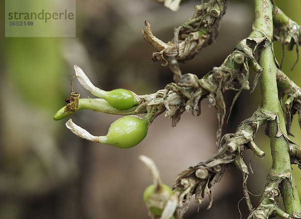 Grüner Kardamom  Malabarkardamom (Elettaria cardamomum)  Früchte  Western Ghats  Kerala  Südindien  Indien  Südasien  Asien