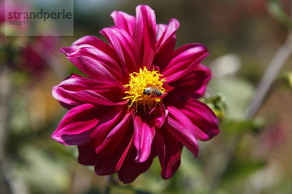 Blüte einer Dahlie (Dahlia) mit Honigbiene  Kerala  Indien  Asien