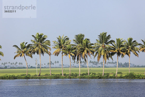 Reihe von Palmen und Reisfeld  Backwaters bei Alleppey  Alappuzha  Kerala  Südindien  Indien  Südasien  Asien