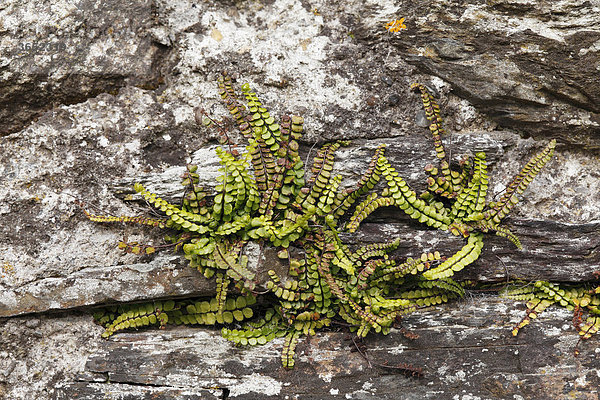 Braunstieliger Streifenfarn (Asplenium trichomanes) auf alter Mauer  Glendalough  County Wicklow  Irland  Britische Inseln  Europa