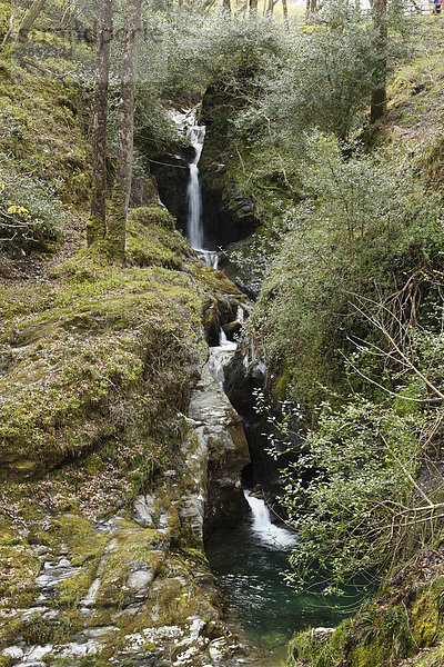Poulanass Wasserfall  Vale of Glendalough  Wicklow Mountains  County Wicklow  Irland  Britische Inseln  Europa