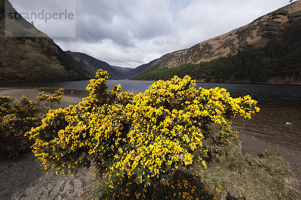 Stechginster (Ulex europaeus)  Oberer See  Upper Lake  Vale of Glendalough  Wicklow Mountains  County Wicklow  Irland  Britische Inseln  Europa