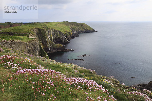 Strand-Grasnelke (Armeria maritima)  Steilküste am Old Head of Kinsale  County Cork  Irland  Britische Inseln  Europa