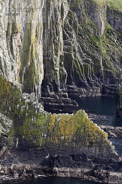 Klippen  Steilküste am Old Head of Kinsale  County Cork  Irland  Britische Inseln  Europa