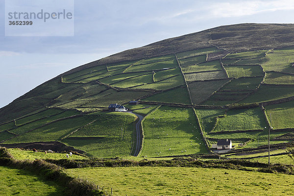 Wiesen mit Mauern  Firkeel  Beara-Halbinsel  Cork  Irland  Britische Inseln  Europa