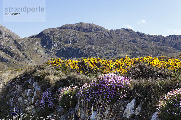 Frühlingslandschaft mit Grasnelken und Ginster  Slieve Miskish Mountains  Beara-Halbinsel  County Cork  Irland  Britische Inseln  Europa