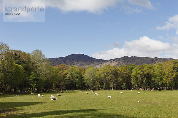 Schafweide  Black Valley  nahe Killarney  County Kerry  Irland  Britische Inseln  Europa