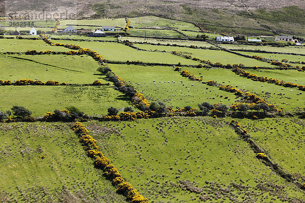 Weidelandschaft mit Hecken  Dingle Halbinsel  County Kerry  Irland  Britische Inseln  Europa
