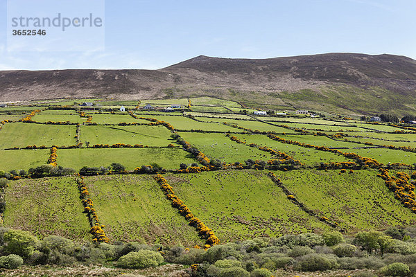 Weidelandschaft mit Hecken  Dingle Halbinsel  County Kerry  Irland  Britische Inseln  Europa