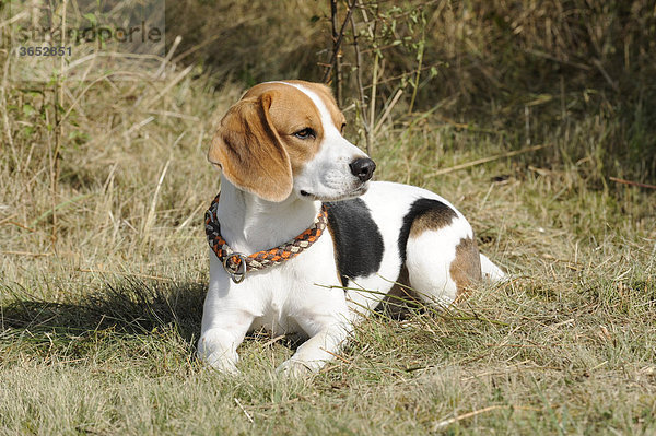 Beagle-Hündin