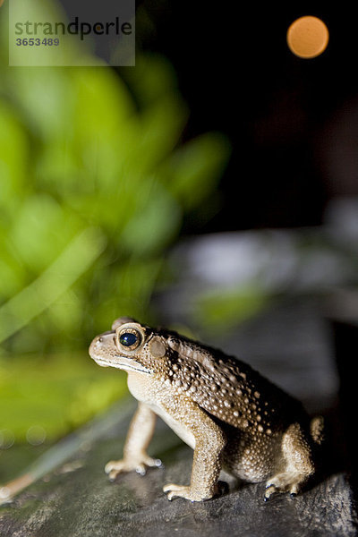 Kröte (Bufonidae)  Phuket  Thailand  Asien