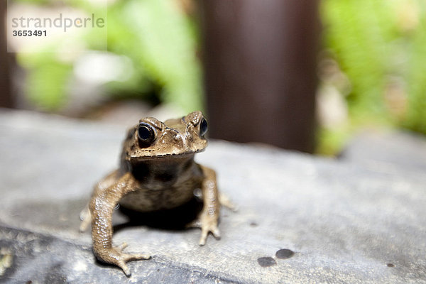 Kröte (Bufonidae)  Phuket  Thailand  Asien