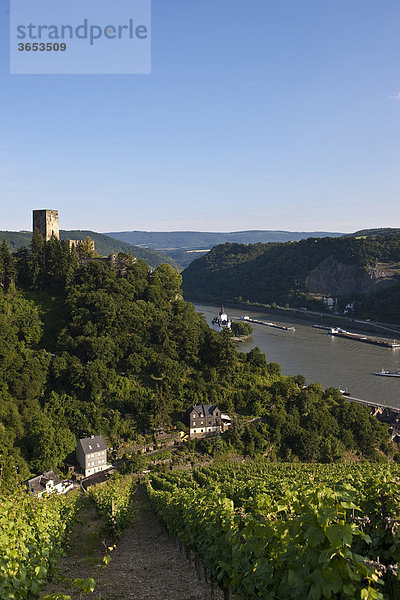 Burg Gutenfels mit Weinbergen über der Burg Pfalzgrafenstein in Kaub am Rhein  Rheinland-Pfalz  Deutschland  Europa