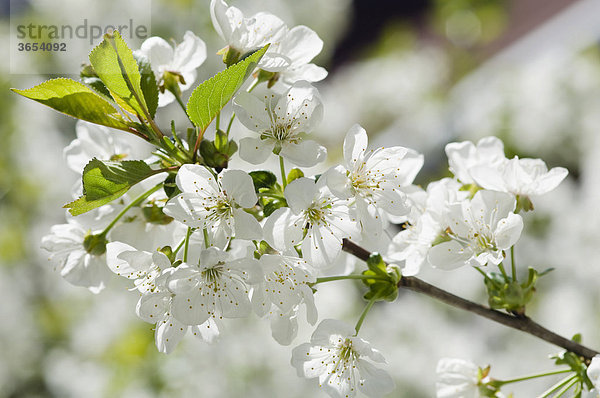 Kirschblüten (Prunus avium)  Deutschland